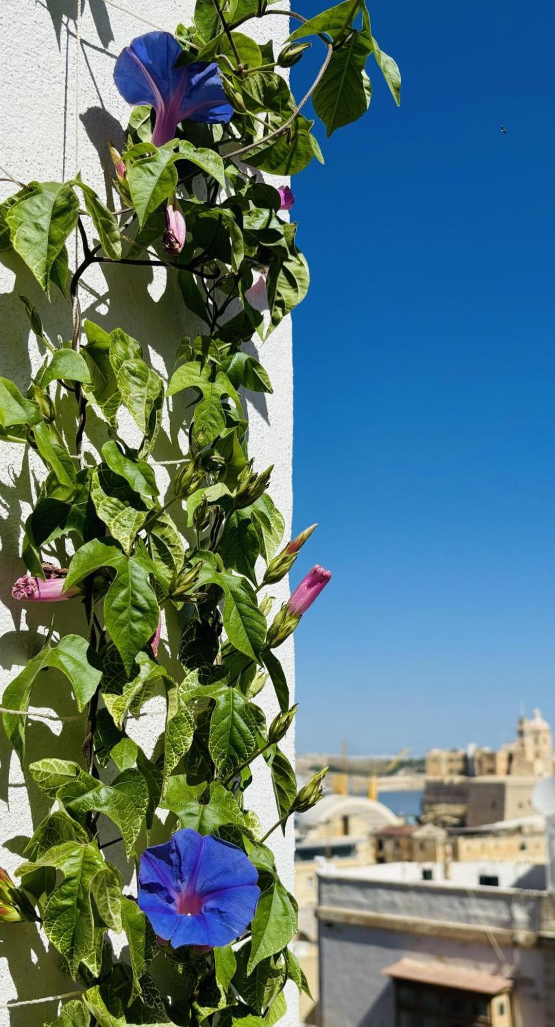 Casa Maria Tereza Bed & Breakfast Cospicua ภายนอก รูปภาพ